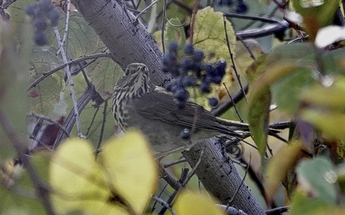 Hermit Thrush - ML644118922