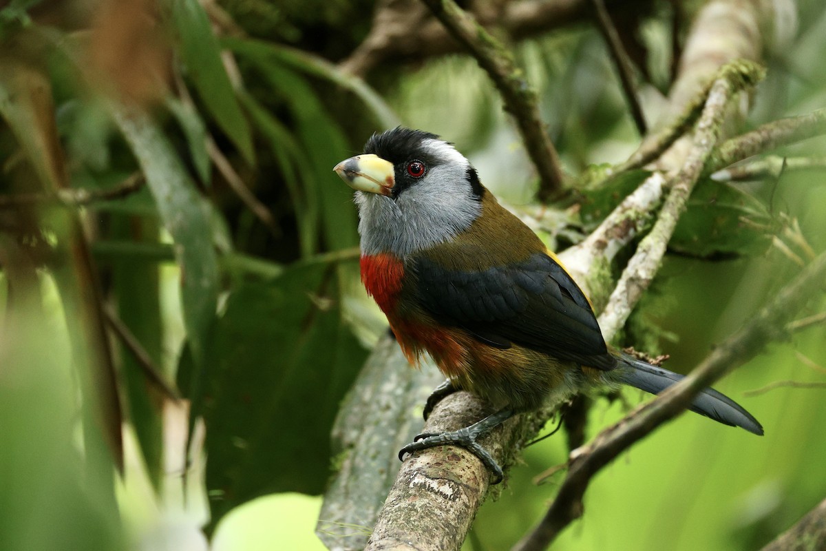 bradáček tukaní - ML644118928