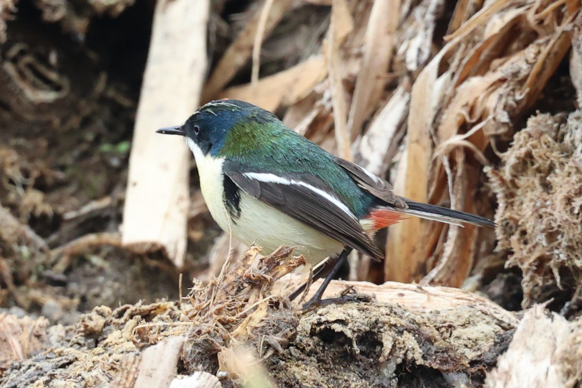 Many-colored Rush Tyrant - ML644118929