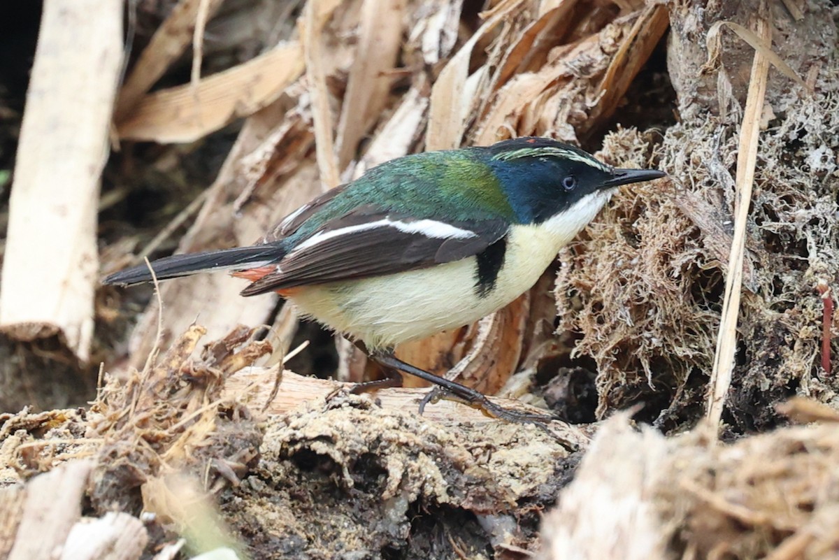 Many-colored Rush Tyrant - ML644118930