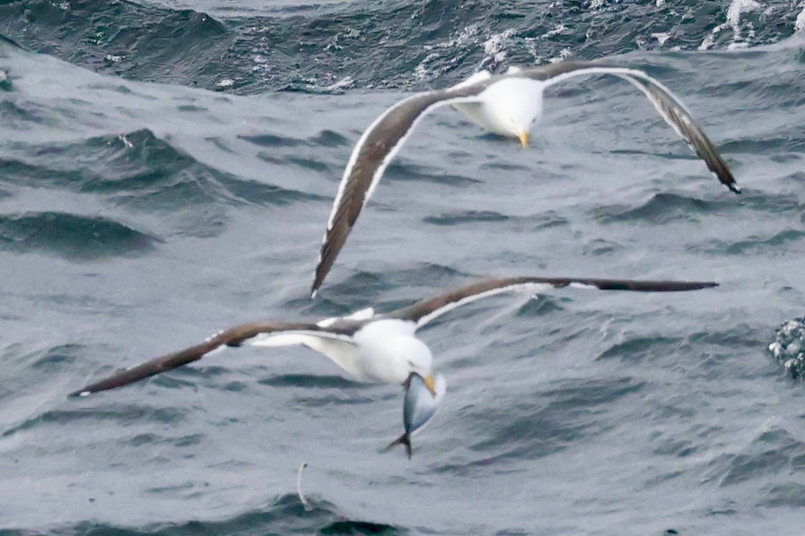 Kelp Gull - ML644118933