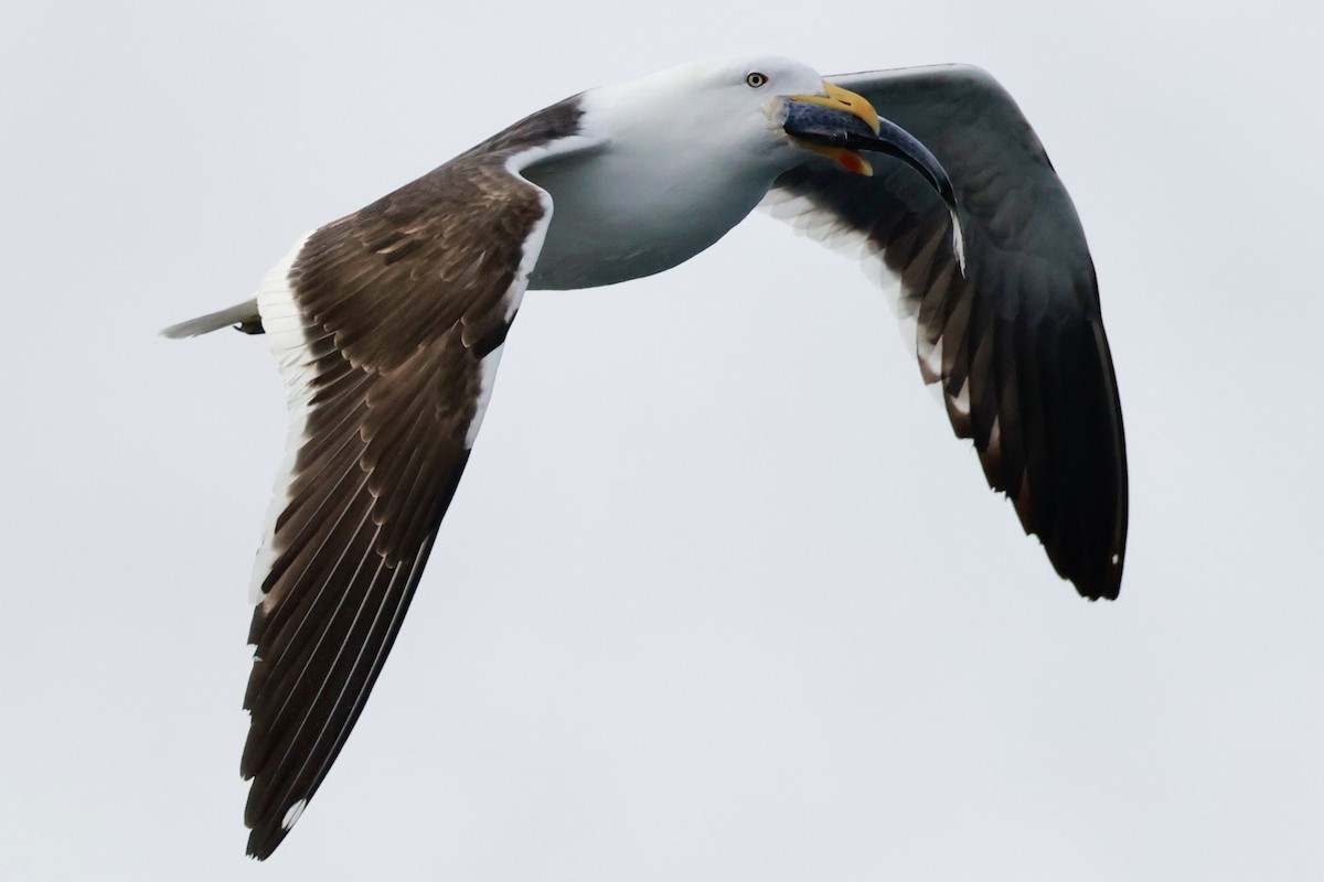 Kelp Gull - ML644118934