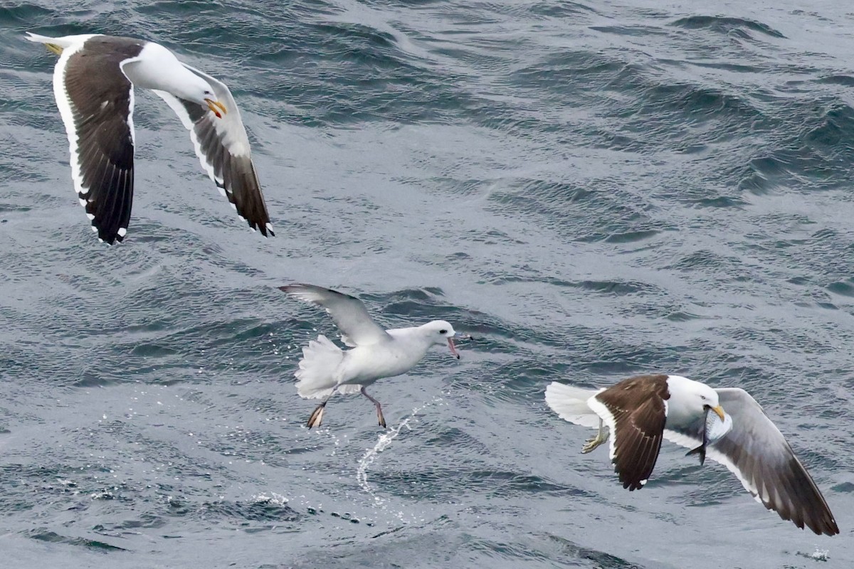 Kelp Gull - ML644118935