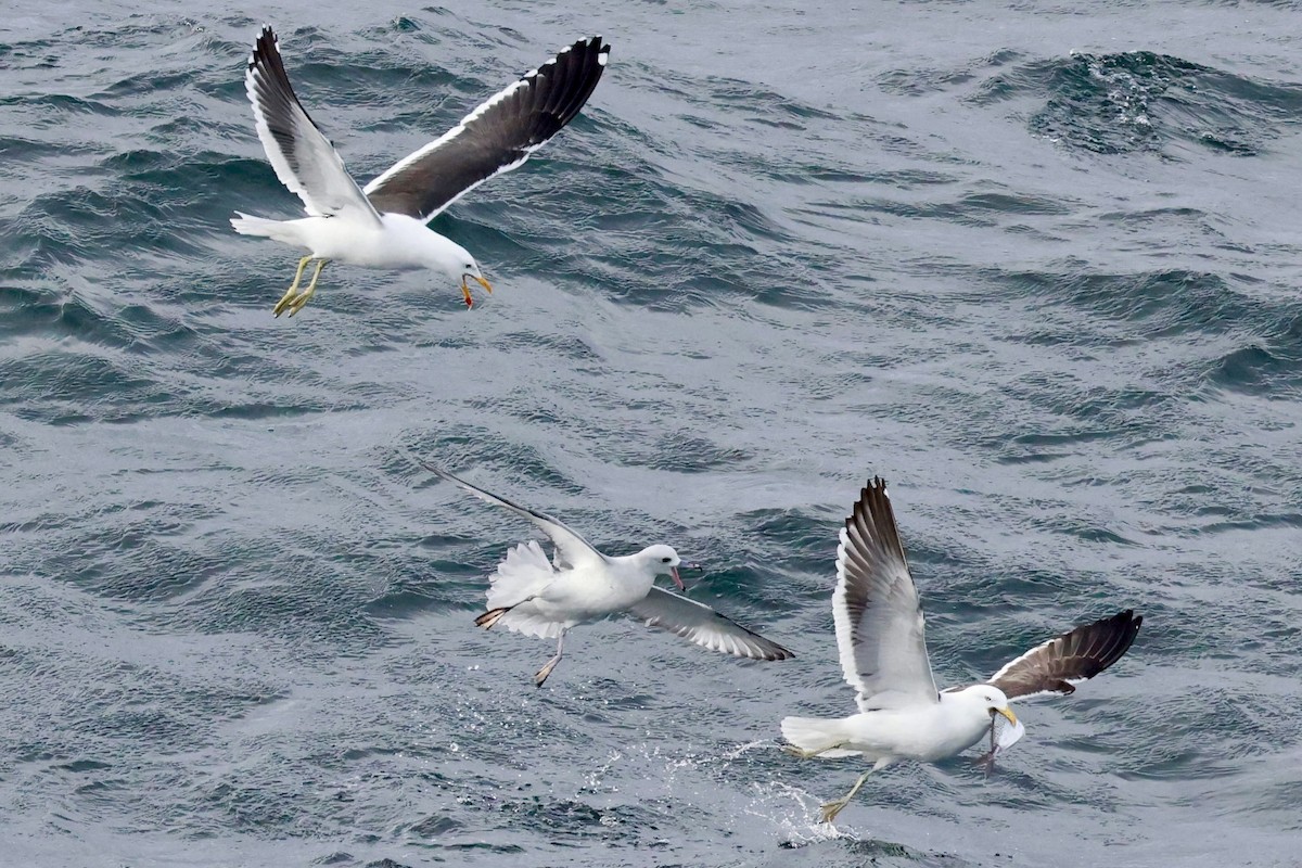 Kelp Gull - ML644118936