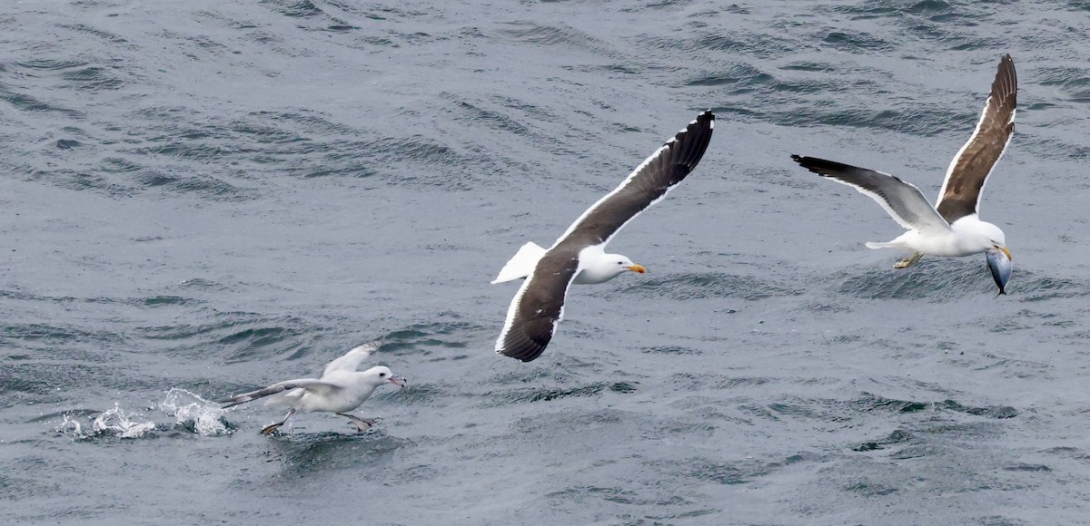 Kelp Gull - ML644118937