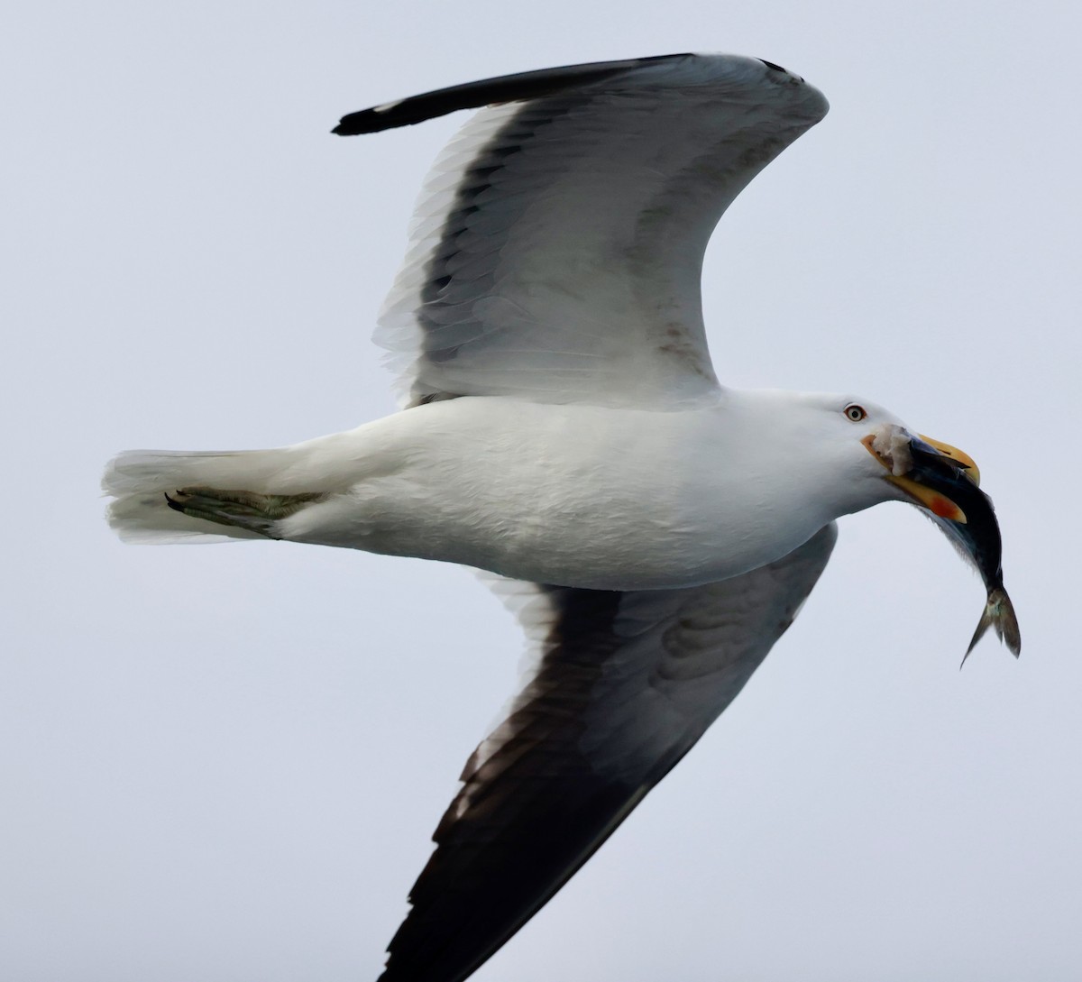 Kelp Gull - ML644118938