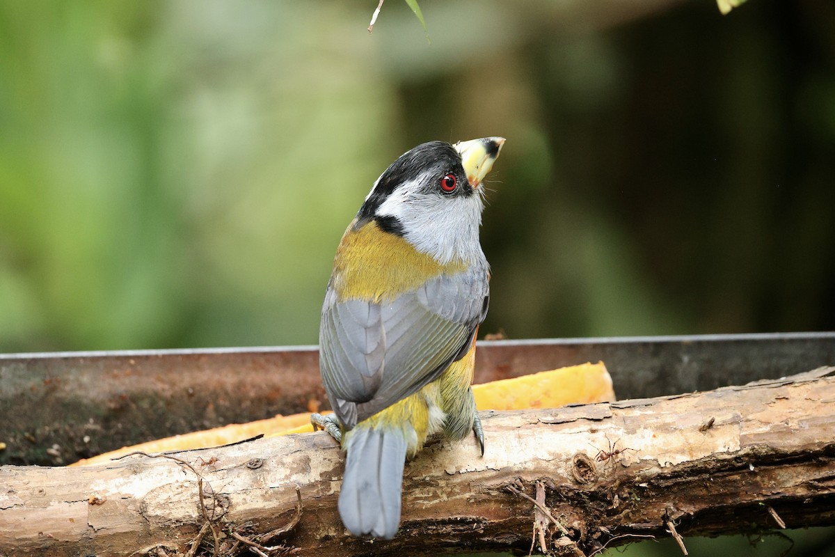 bradáček tukaní - ML644118940