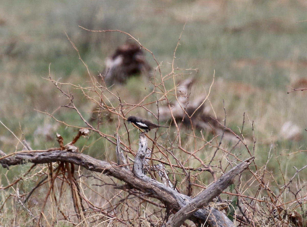 Lark Bunting - ML644118942