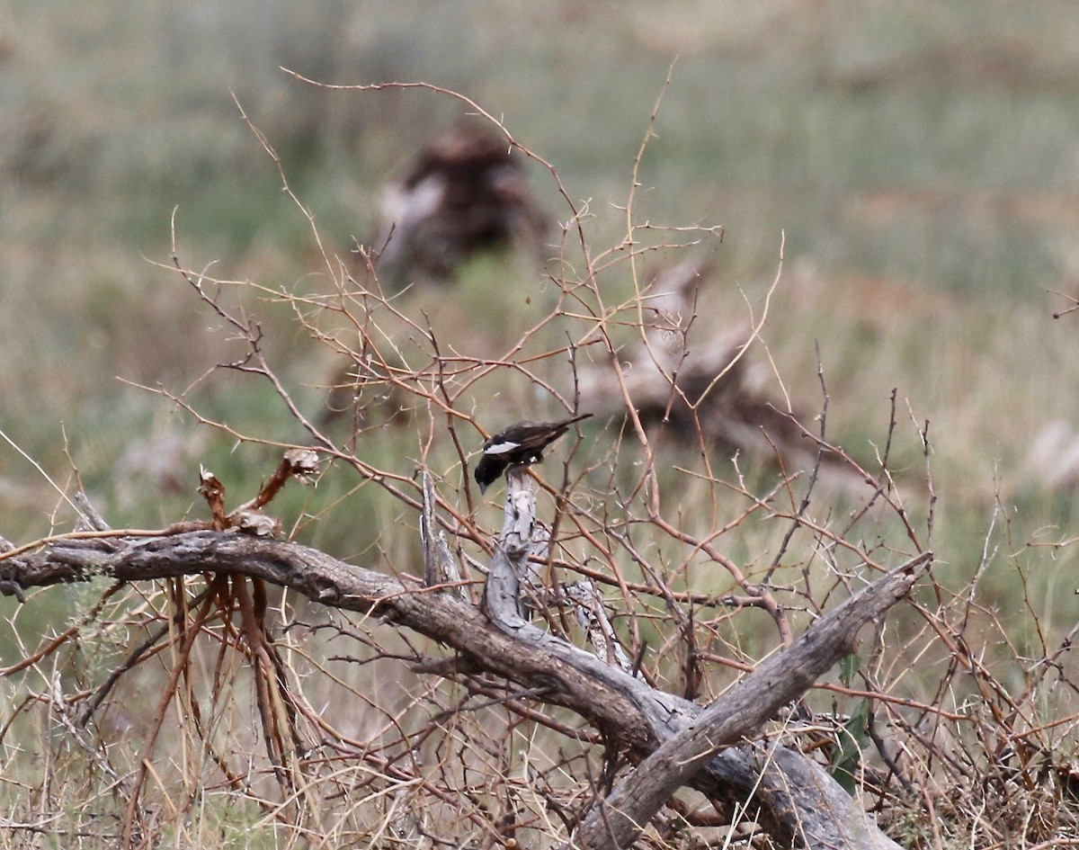 Lark Bunting - ML644118944
