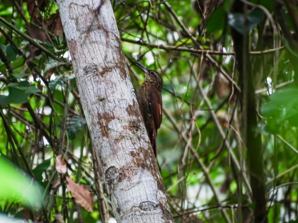 Cocoa Woodcreeper - ML644118945