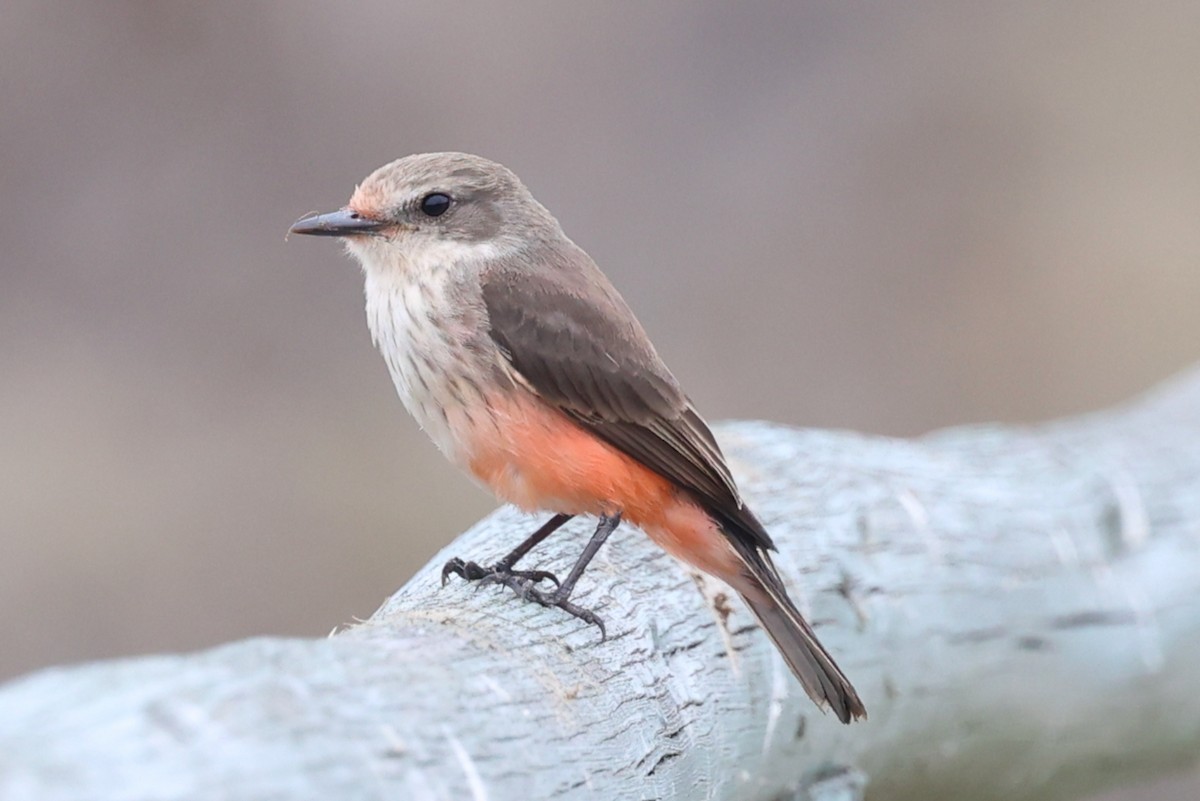 Vermilion Flycatcher - ML644118947