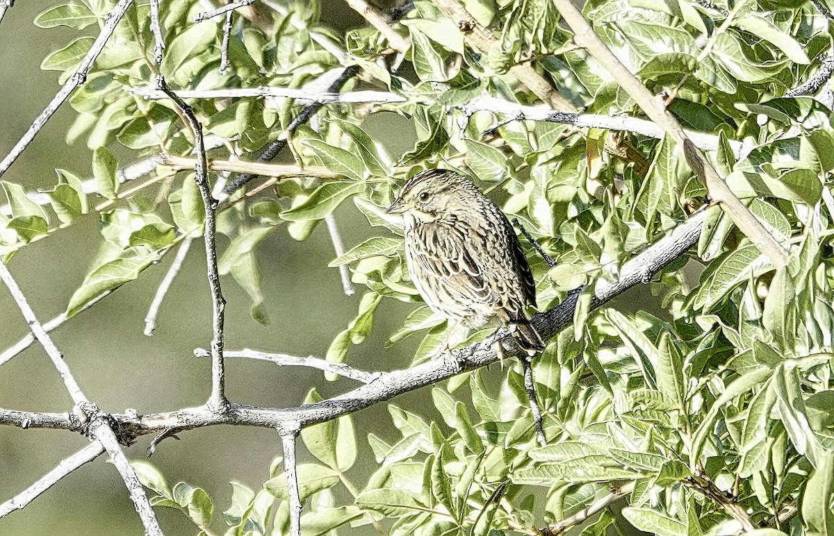 Lincoln's Sparrow - ML644118956