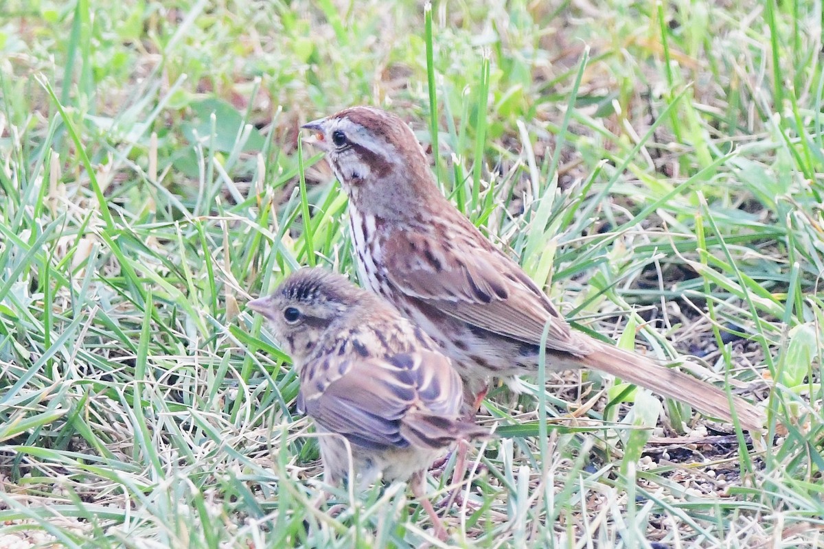 Song Sparrow - ML644118962