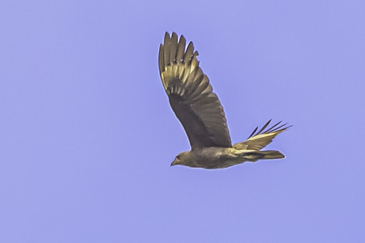 Mountain Caracara - ML644118994