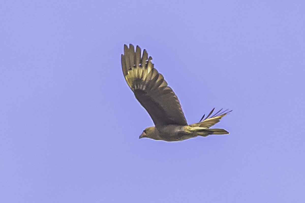 Mountain Caracara - ML644118995