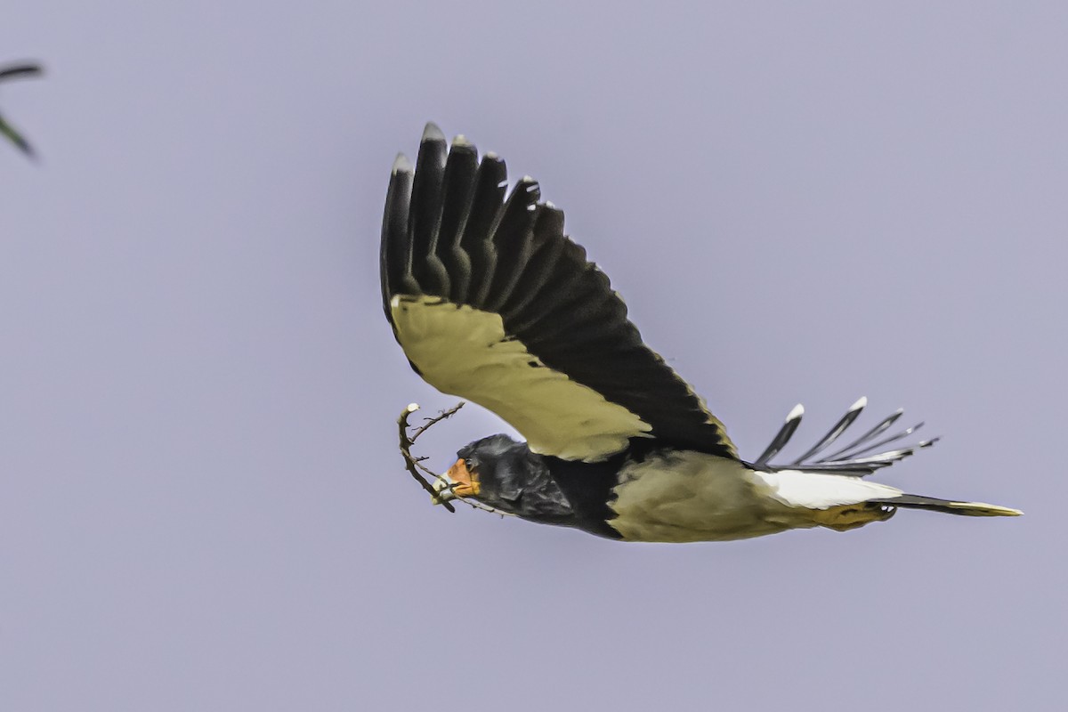 Mountain Caracara - ML644118996