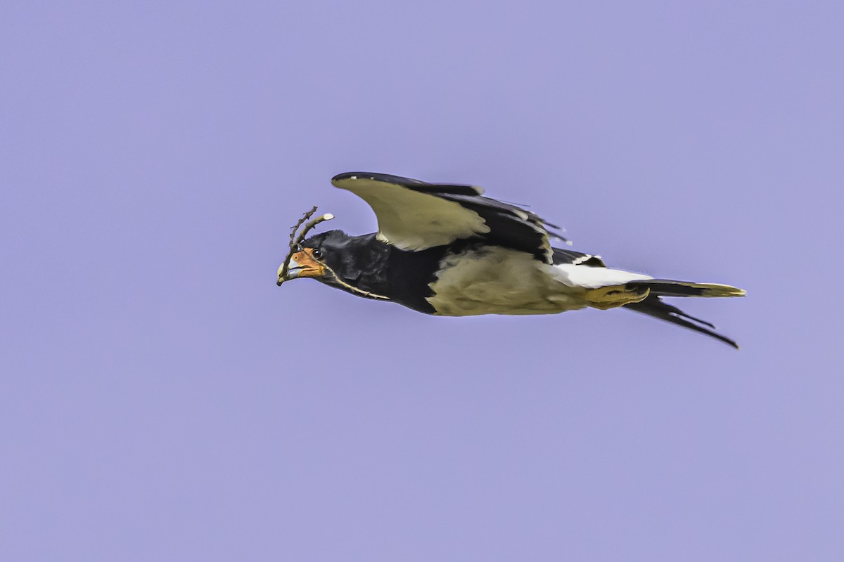 Mountain Caracara - ML644118997