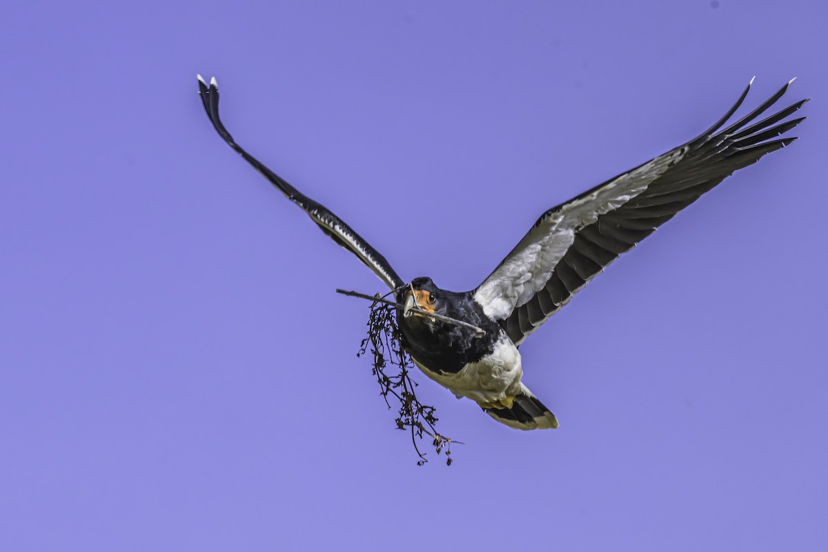 Mountain Caracara - ML644118998