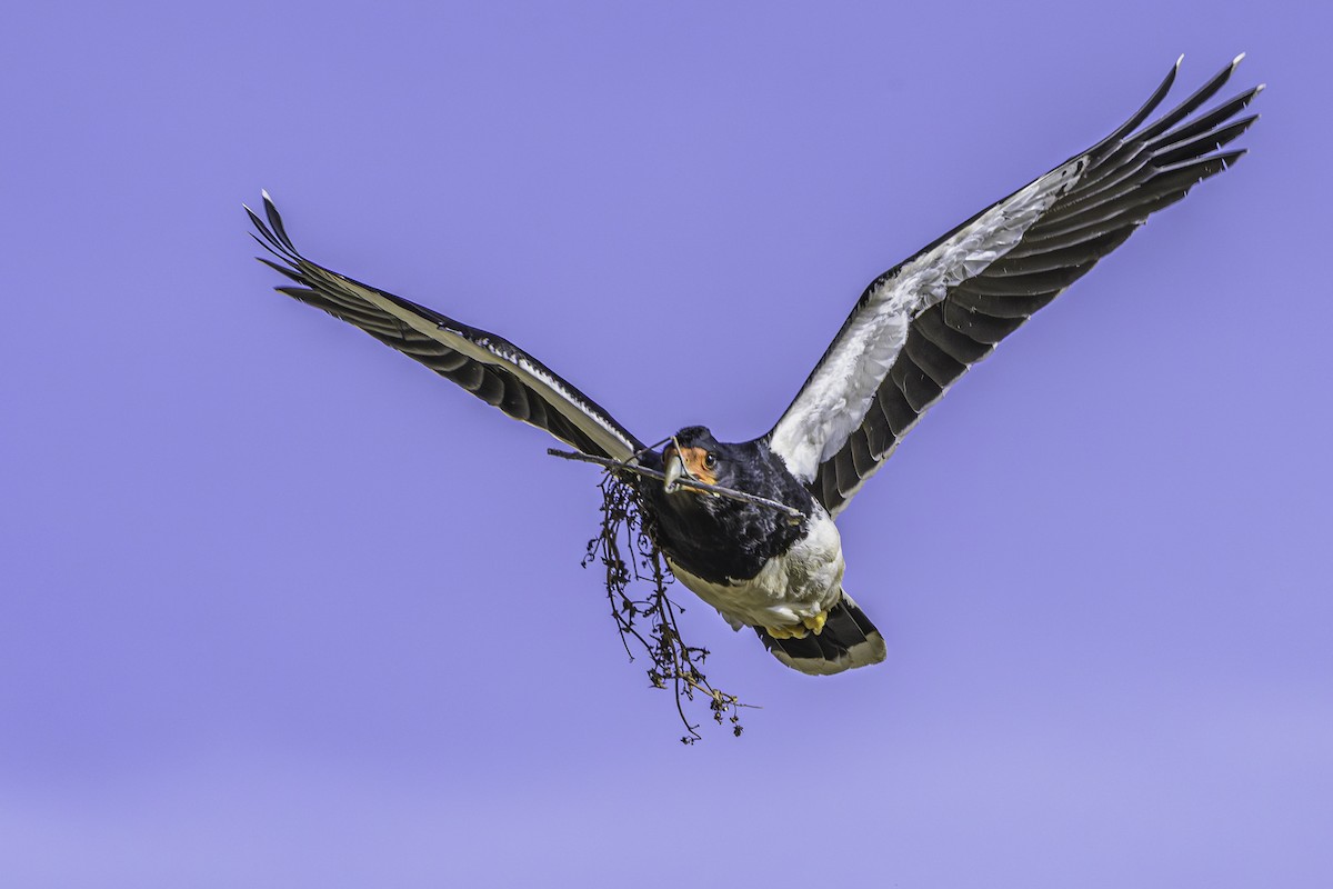 Mountain Caracara - ML644118999