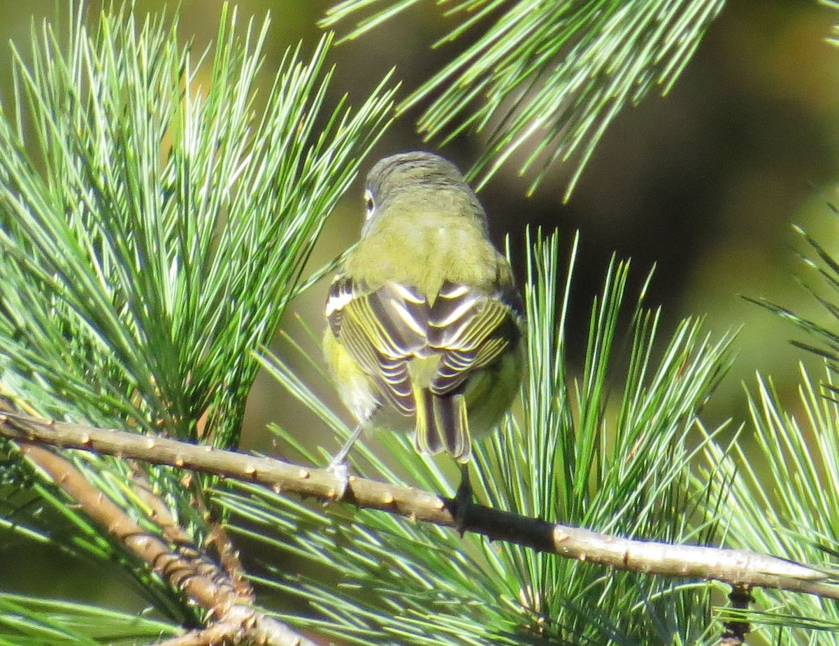 Blue-headed Vireo - ML644119001