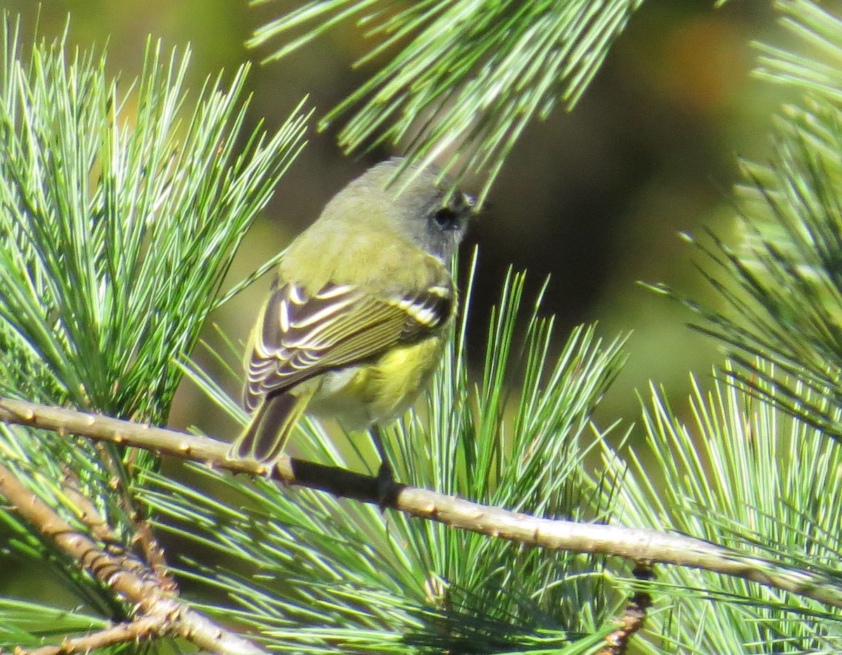 Blue-headed Vireo - ML644119002