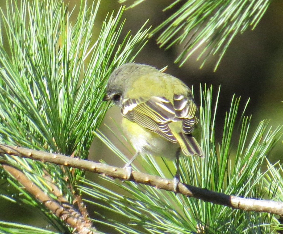 Blue-headed Vireo - ML644119004