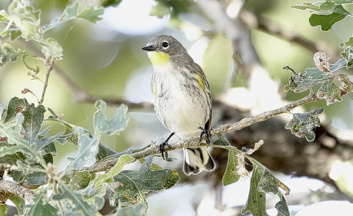 Yellow-rumped Warbler - ML644119009