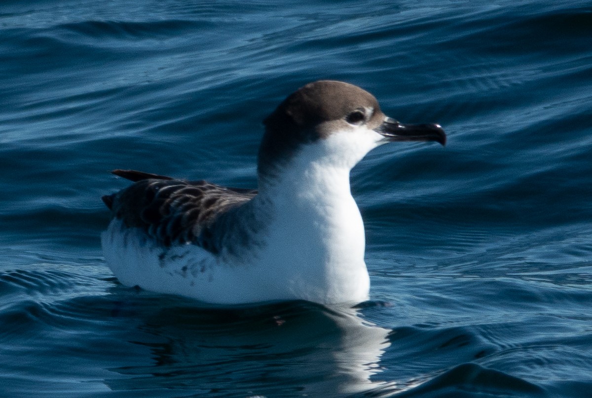 Great Shearwater - ML644119013