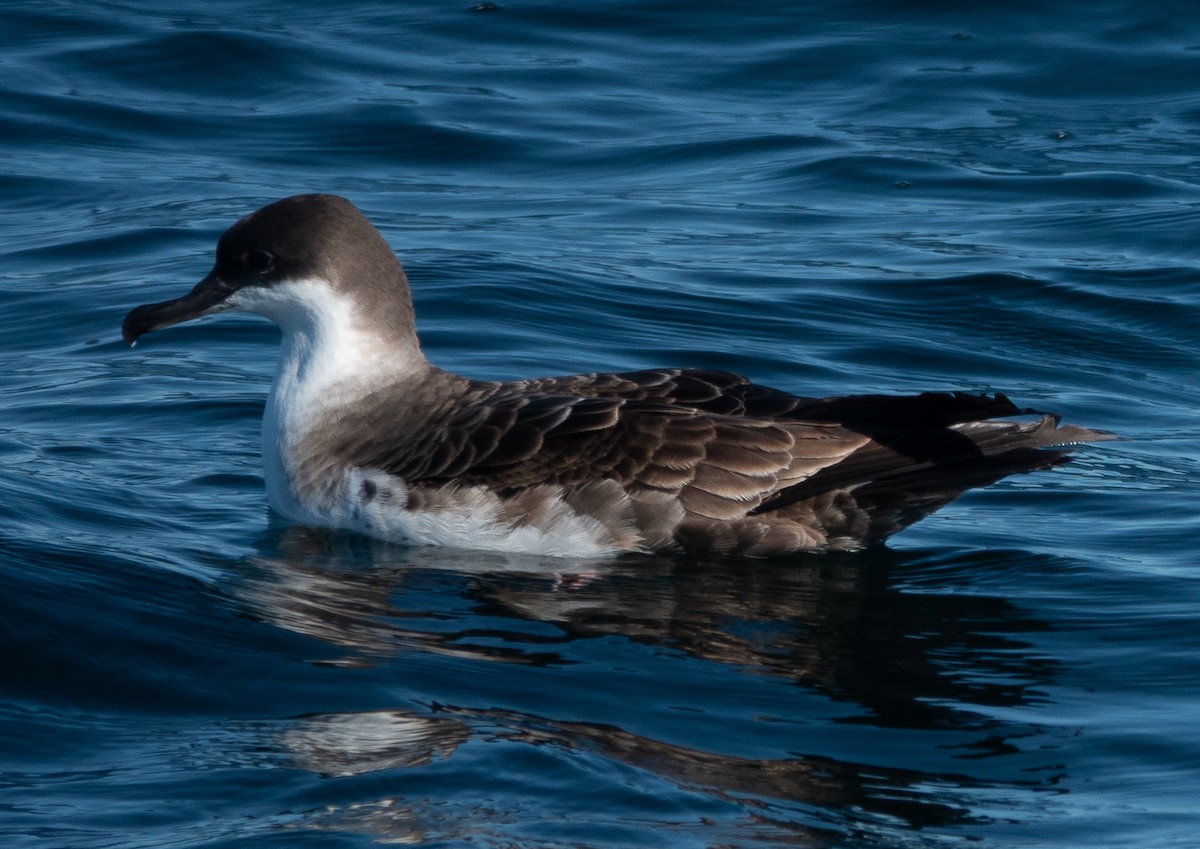 Great Shearwater - ML644119014