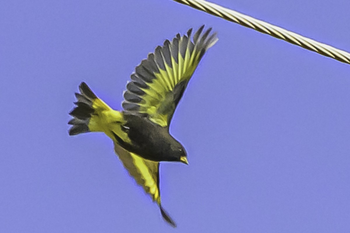 Schwarzzeisig - ML644119019