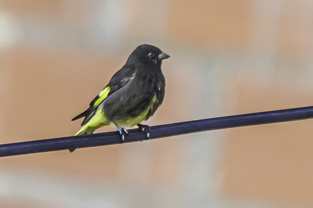 Schwarzzeisig - ML644119025