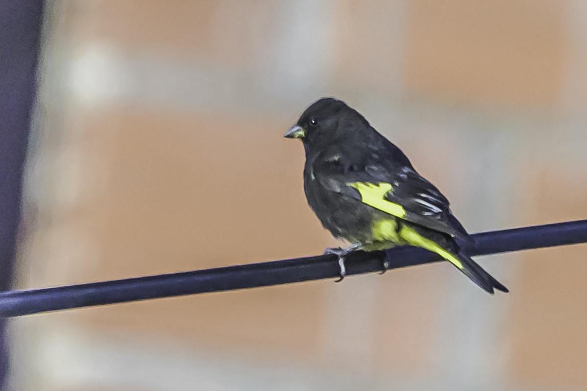 Schwarzzeisig - ML644119026