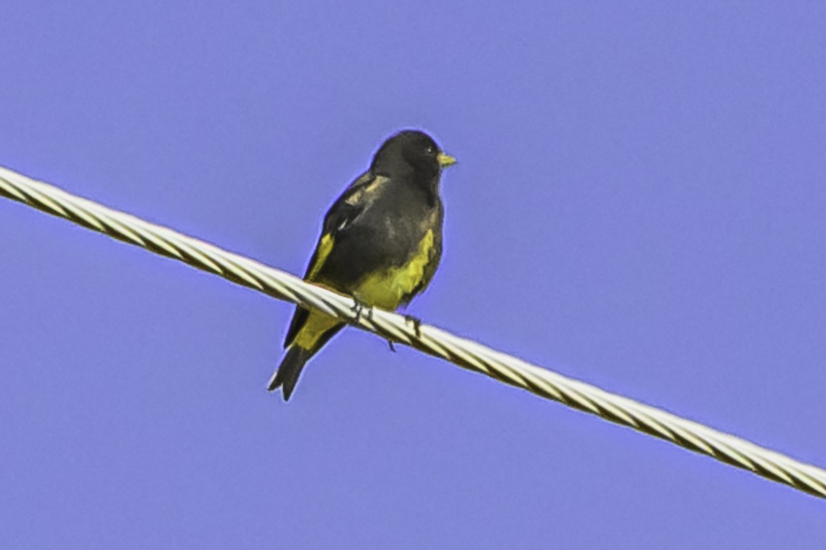 Schwarzzeisig - ML644119027