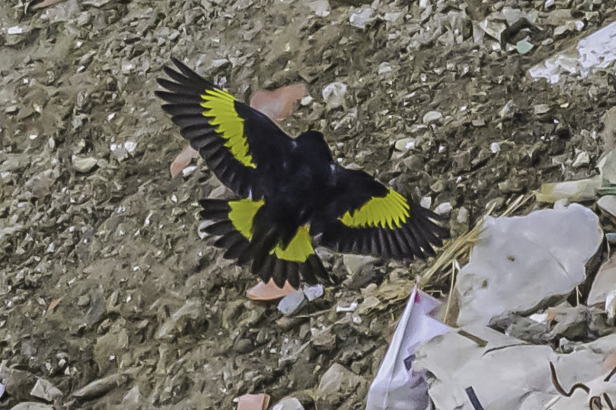 Schwarzzeisig - ML644119028