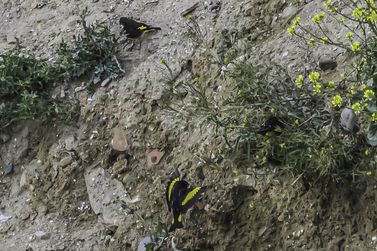 Schwarzzeisig - ML644119029