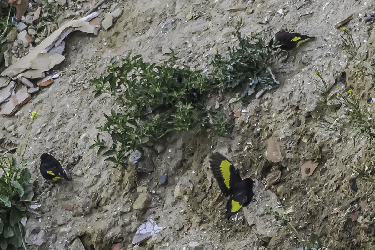 Schwarzzeisig - ML644119030