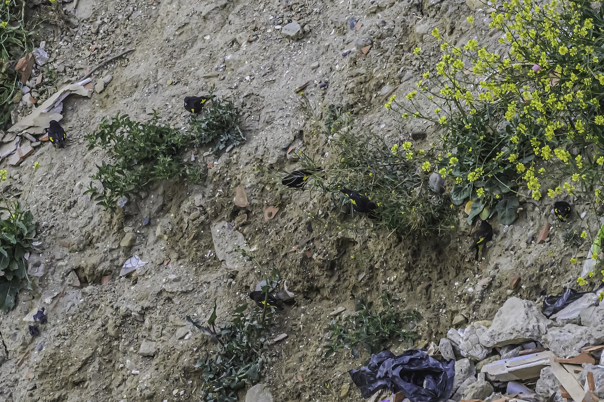 Schwarzzeisig - ML644119032