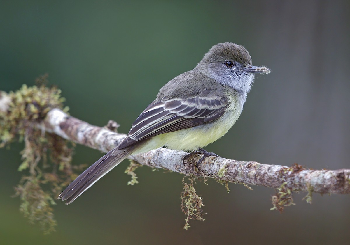 Pale-edged Flycatcher - ML644119033