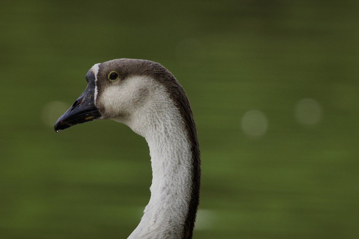 husa labutí (domestikovaná) - ML644119035