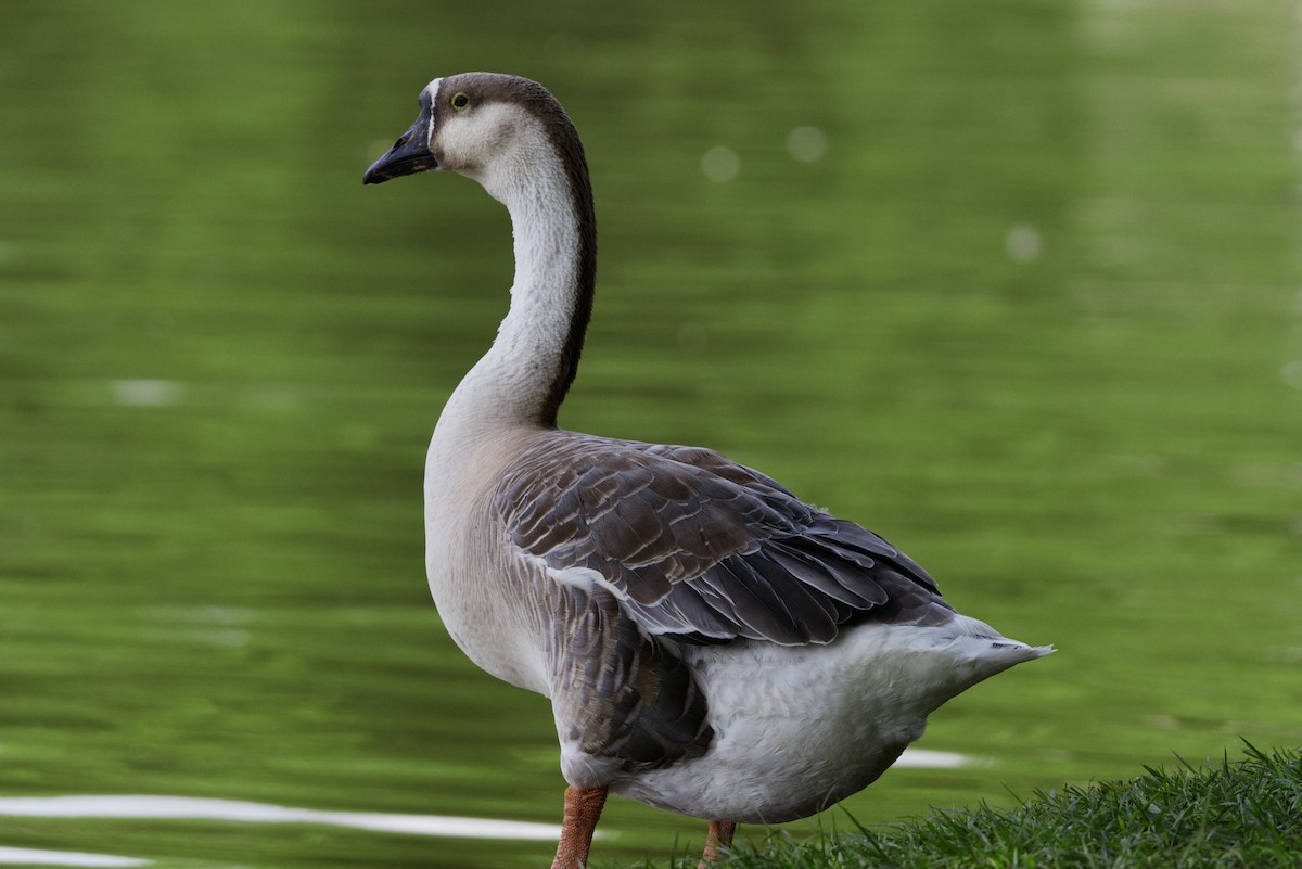 husa labutí (domestikovaná) - ML644119036