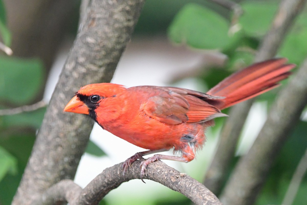 Northern Cardinal - ML644119054