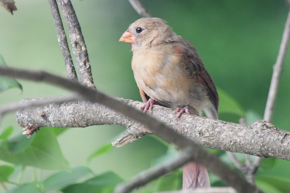 Northern Cardinal - ML644119063