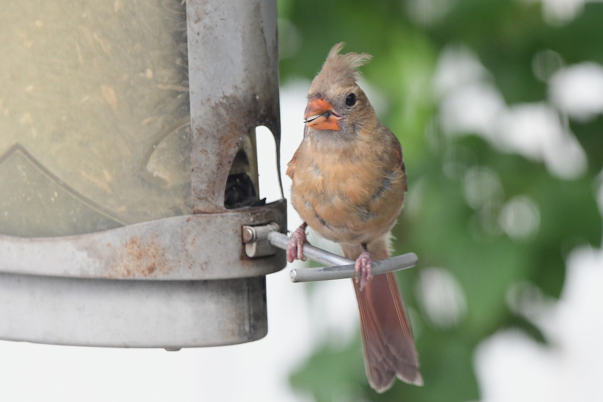 Northern Cardinal - ML644119086
