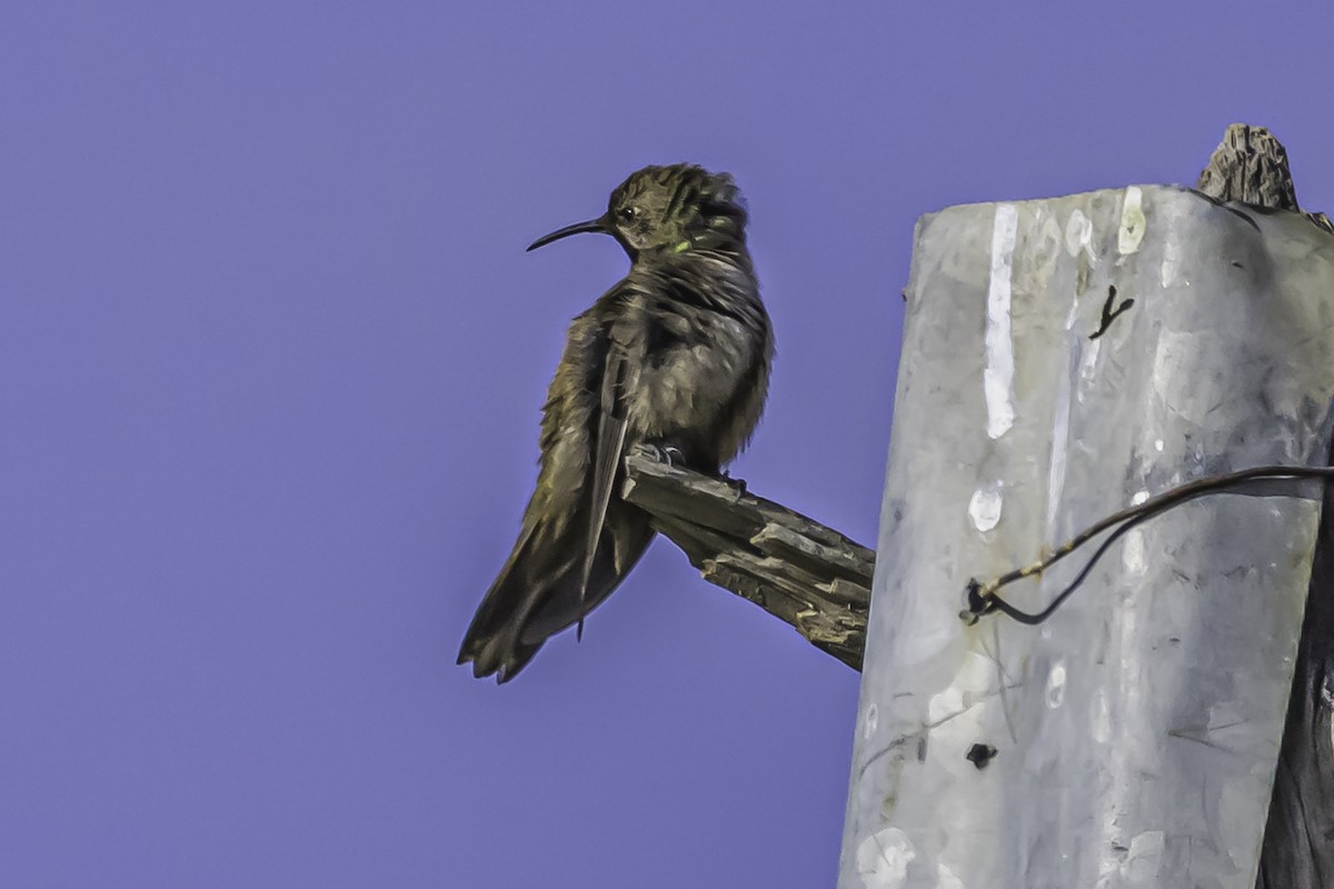 アンデスヤマハチドリ - ML644119105