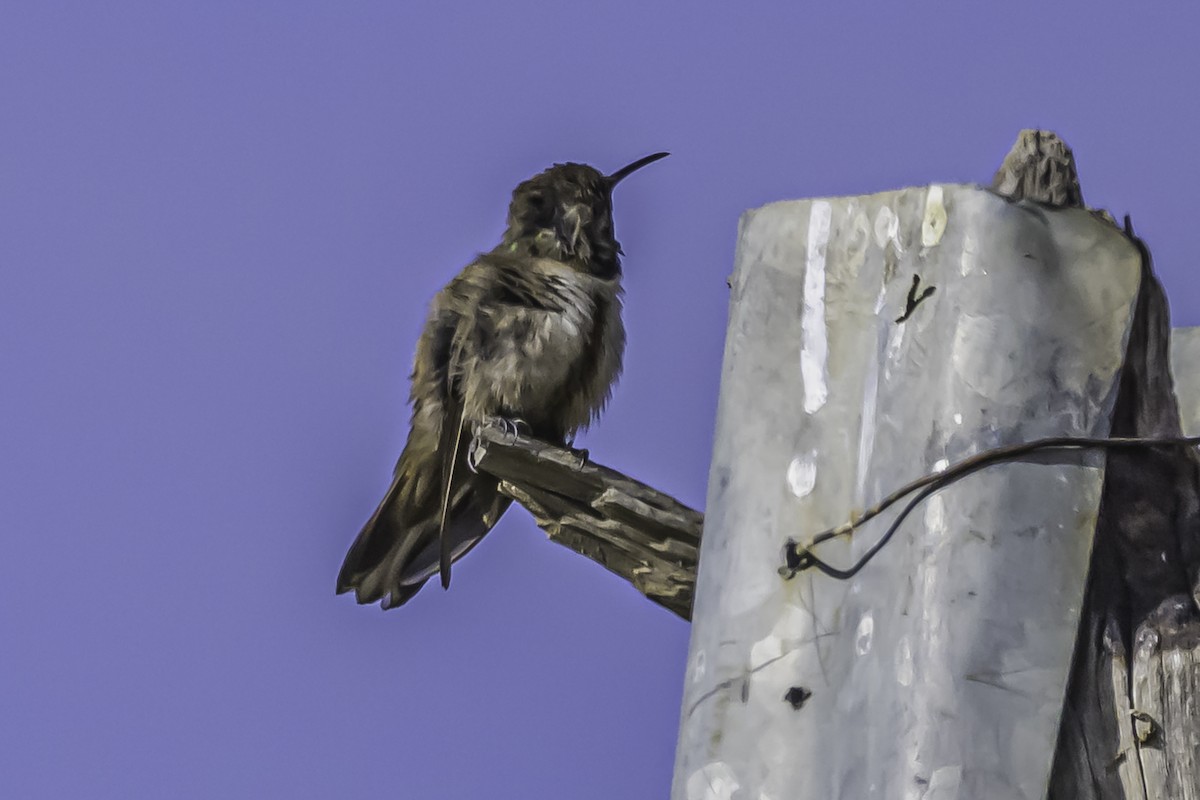 アンデスヤマハチドリ - ML644119106