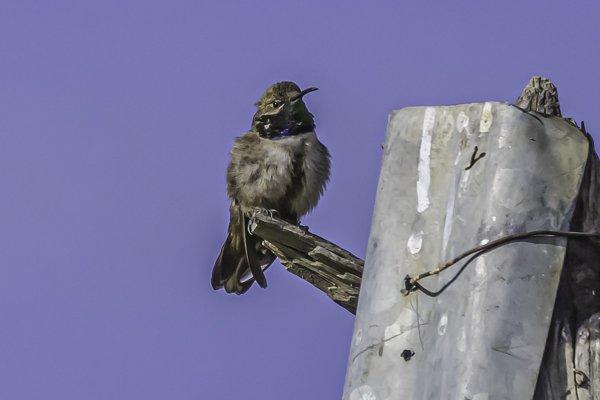 アンデスヤマハチドリ - ML644119107