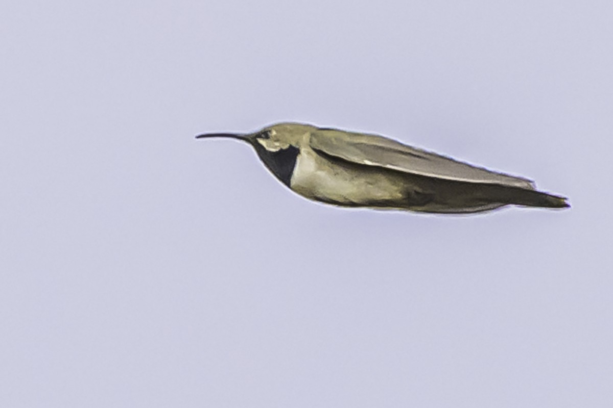 アンデスヤマハチドリ - ML644119108