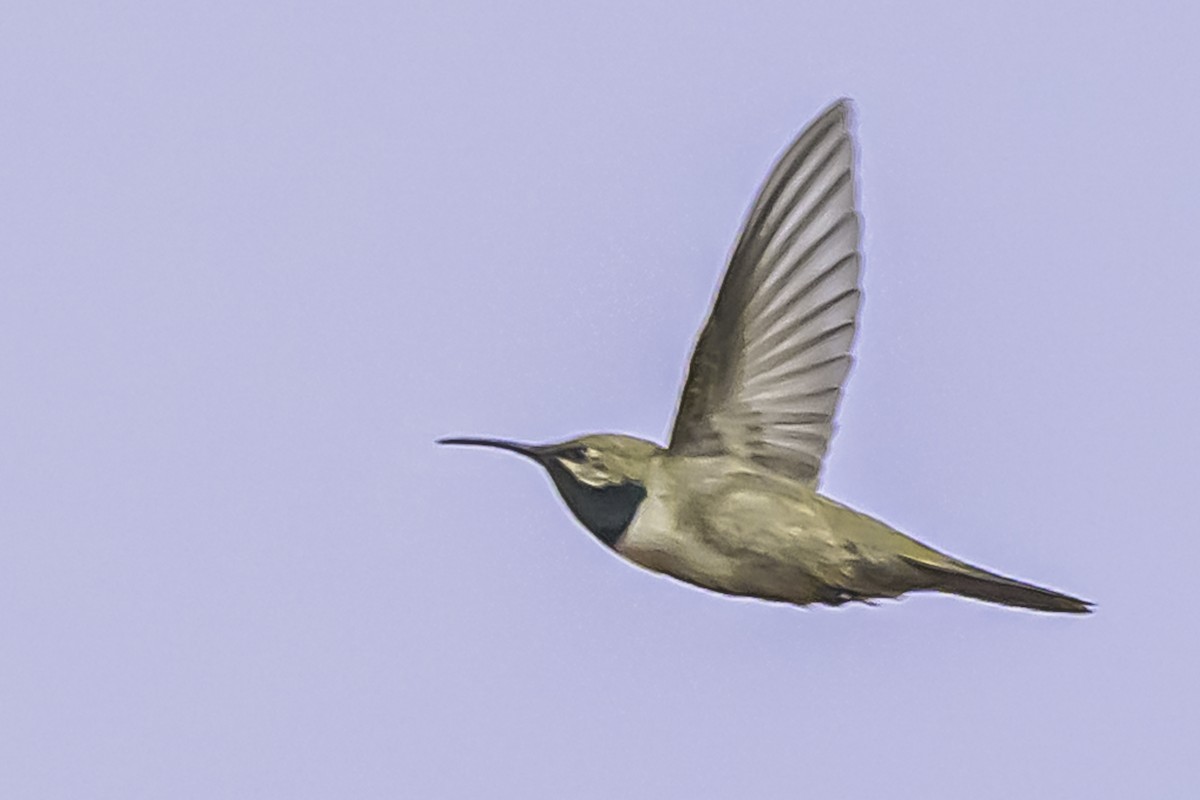 アンデスヤマハチドリ - ML644119109