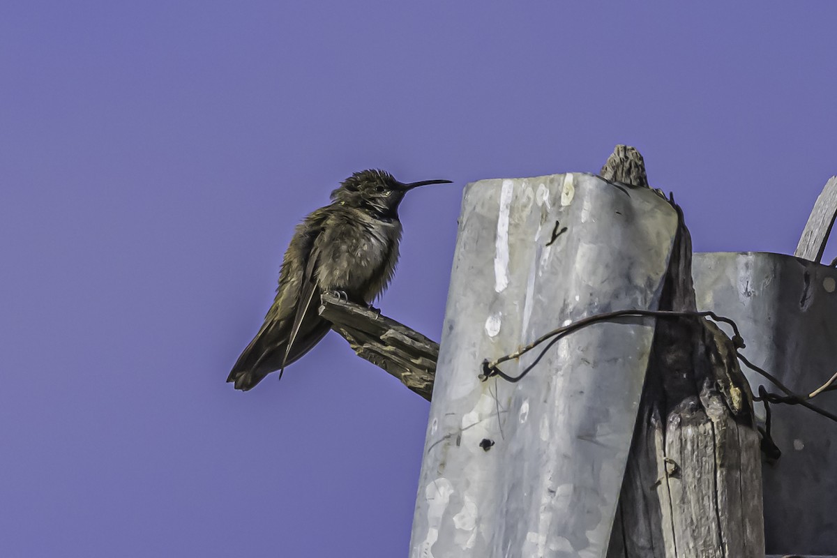 アンデスヤマハチドリ - ML644119110