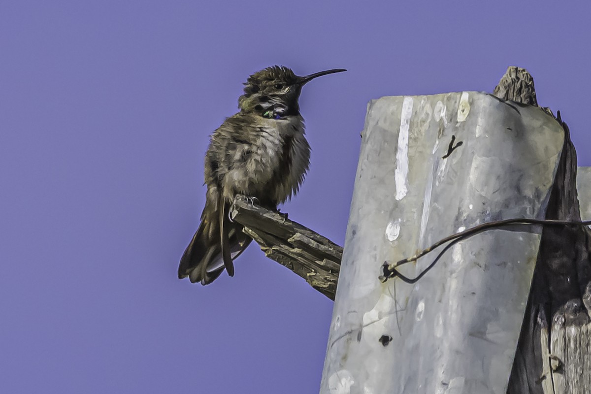 アンデスヤマハチドリ - ML644119111